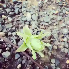 豊景神社の自然