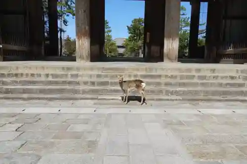 東大寺 法華堂（三月堂）の動物