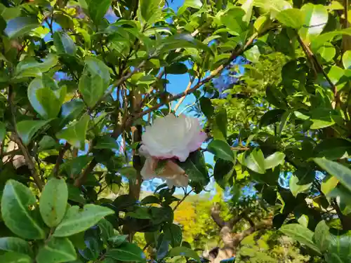 伊勢神宮内宮（皇大神宮）の自然