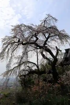地蔵院(京都府)