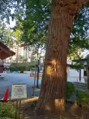 住吉神社の自然