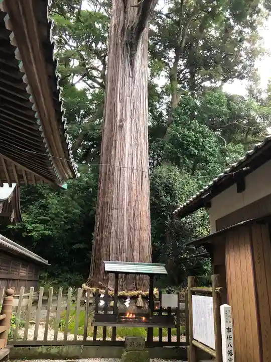 事任八幡宮の自然