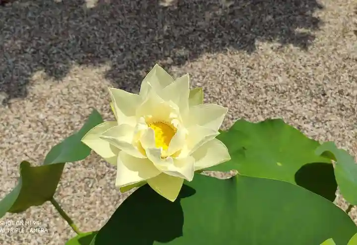 後白河院御聖蹟 法住寺の自然