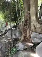 東光寺町稲荷神社の自然