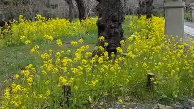 平野神社(京都府)