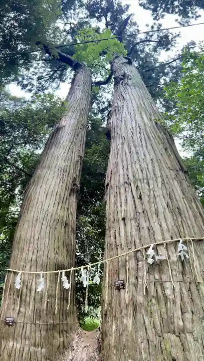 日吉神社の自然