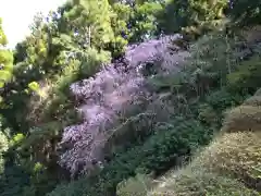 瀧蔵神社の自然