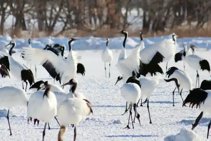 釧路一之宮 厳島神社の{uncategorized: "未分類", other: "その他", undefined: "問題あり", building: "その他建物", grave: "お墓", sacred_gate: "鳥居", guardian: "狛犬", statue: "像", buddha: "仏像", history: "歴史", nature: "自然", garden: "庭園", animal: "動物", pagoda: "塔", temizu: "手水舎", mountain_gate: "山門・神門", sanctuary: "本殿・本堂", subordinate: "末社・摂社", art: "芸術", scenery: "景色", jizo: "地蔵", ema: "絵馬", goshuin: "御朱印", omikuji: "おみくじ", items: "授与品その他", amulet: "お守り", goshuincho: "御朱印帳", eats: "食事", festival: "お祭り", votive_dance: "神楽", shichigosan: "七五三参", wedding: "結婚式", experience: "体験その他", initially: "初詣", around: "周辺", anti_infection: "感染症対策"}