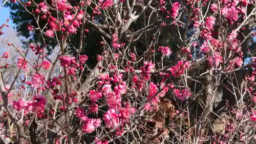 賀茂別雷神社の自然