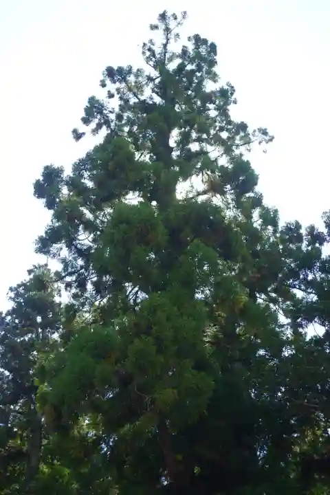 大神神社(奈良県)