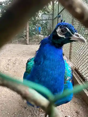 岩槻久伊豆神社(埼玉県)
