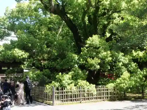 浜松八幡宮の自然