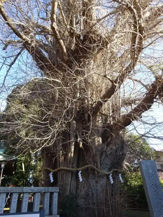 鶴嶺八幡宮の自然