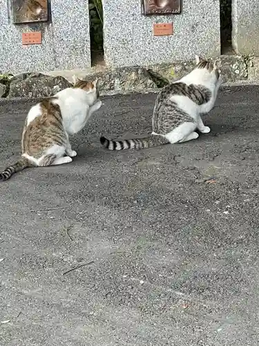 千光寺の動物