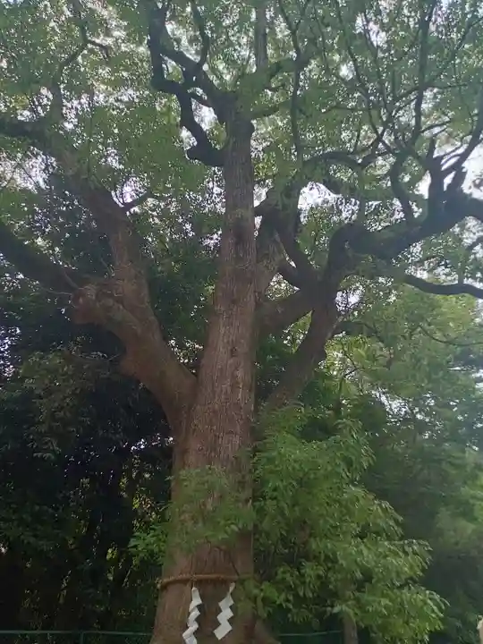 和泉國一之宮 大鳥大社(大阪府)