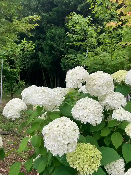 本土寺(千葉県)