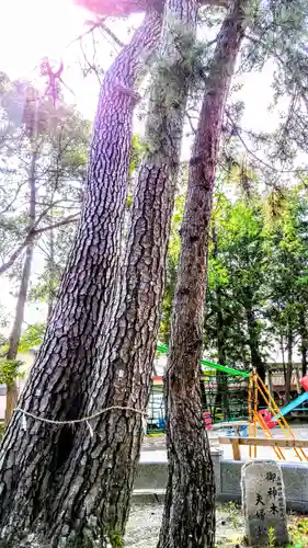 神明神社（箕輪神明神社）の自然