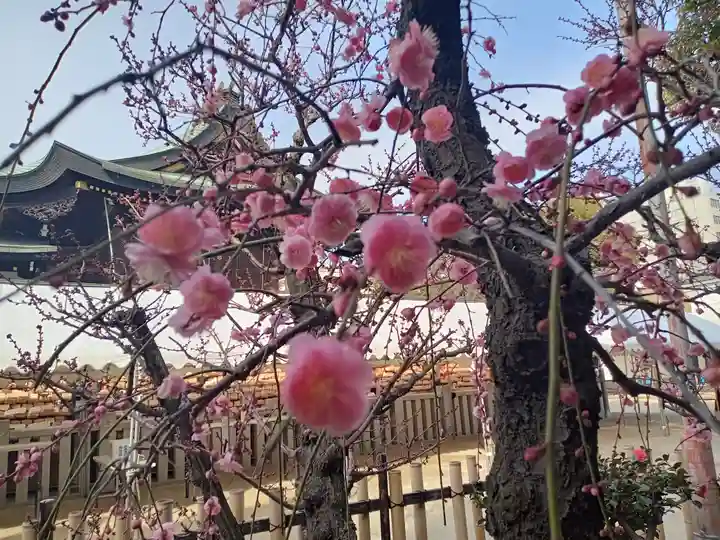 大阪天満宮の自然