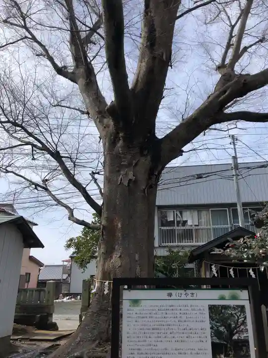 龍ケ崎八坂神社の自然