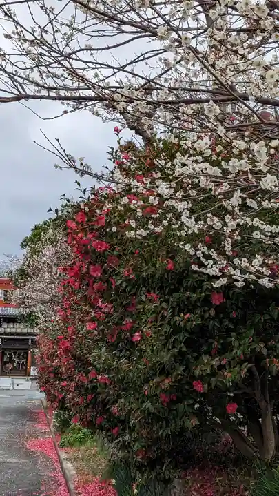 梅宮大社(京都府)