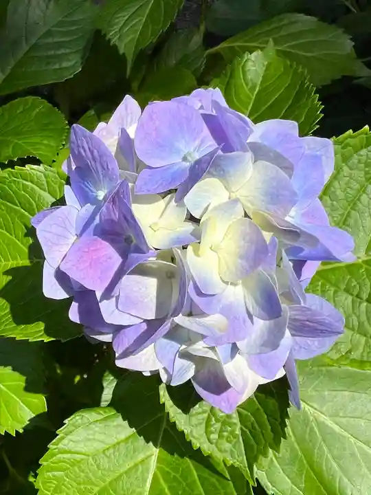 埼玉縣護國神社(埼玉県)