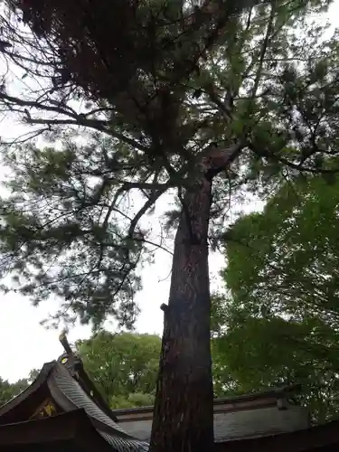 前鳥神社の自然