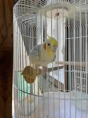 九重神社の動物