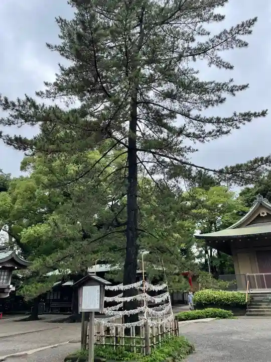 井草八幡宮の自然