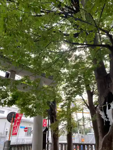 戸部杉山神社の鳥居