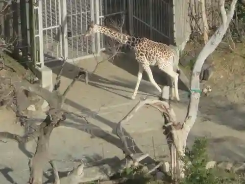 ビリケン神社の動物