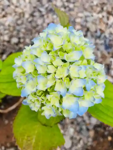 總社 和田八幡宮(福井県)