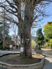 鳩森八幡神社の自然