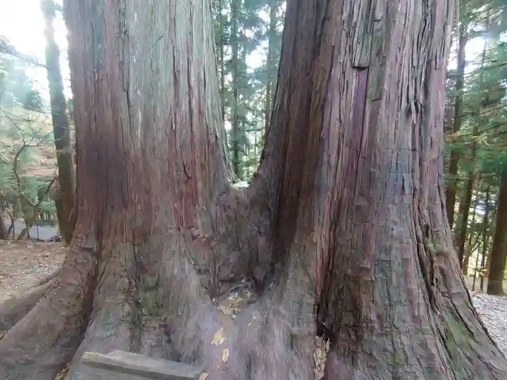 三峯神社の自然