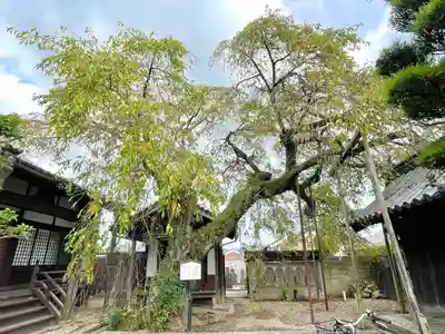 心念寺(三重県)