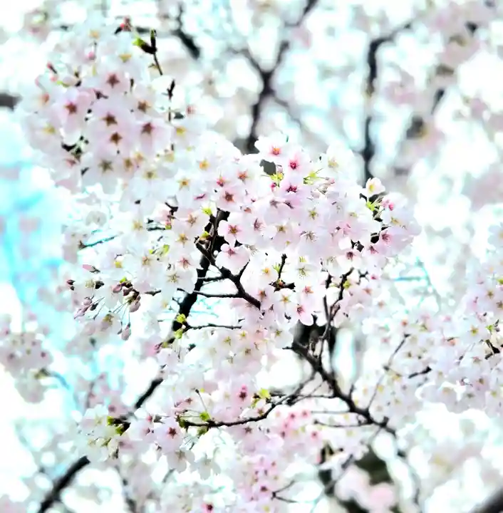 阿佐ヶ谷神明宮(東京都)