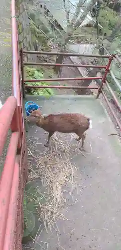 大山阿夫利神社の動物