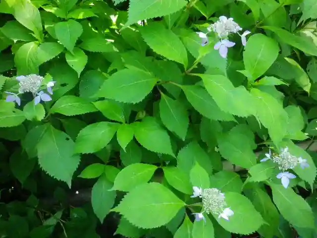 御霊神社の自然