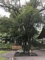 武田神社の自然