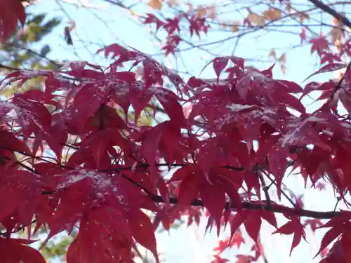 留辺蘂神社の自然