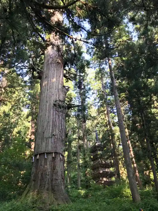 出羽神社(出羽三山神社)~三神合祭殿~の自然