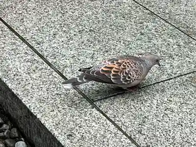 持寳院(多氣山不動尊)(栃木県)