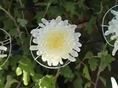 湯島天満宮の自然