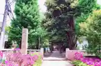 渋谷氷川神社の自然