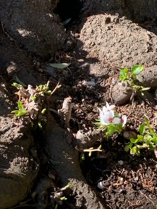 岩槻愛宕神社の自然