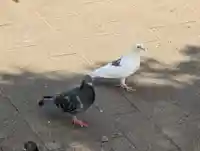 池袋水天宮(東京都)