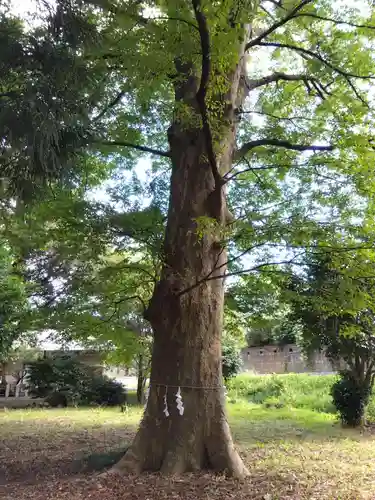 春日神社(福井県)