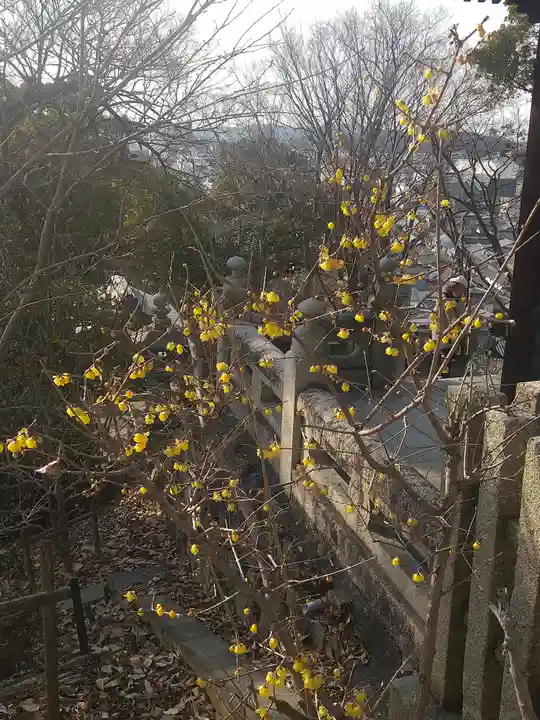 阿智神社の自然