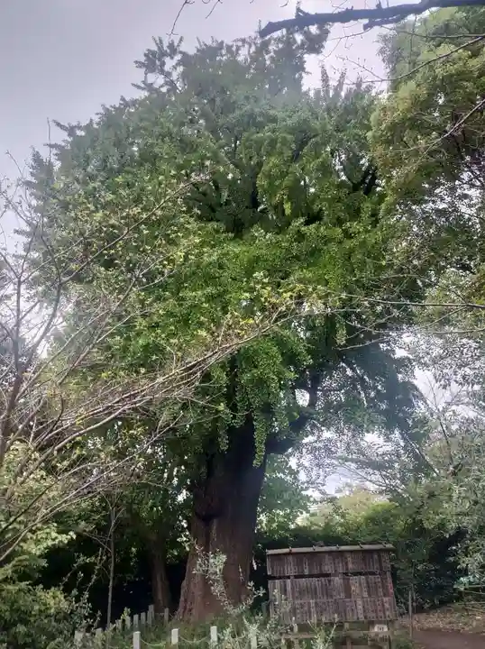 芝東照宮の自然