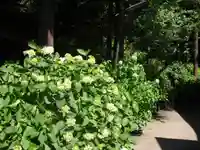 御霊神社の自然