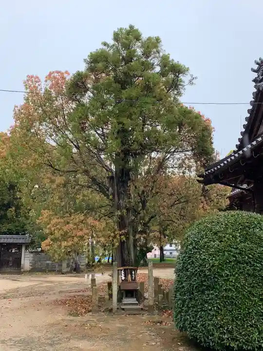 岩岡神社の自然